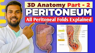 Part  2 Greater amp Lesser Omentum Mesentry Mesoappendix Transverse amp Sigmoid Mesocolon Explained [upl. by Mackie328]