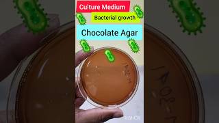 Microbiology Practical🦠 Culture Plate🦠 mbbs medico neetmotivation mbbsstudent neet medical [upl. by Dnomde]