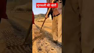 Peanuts crop peanut harvesting ytshorts trending farmer newsong bollywood song love music [upl. by Munster423]