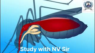 Life Cycle of malaria parasite  मलेरिया परजीवी का जीवन चक्र  Class 12 Biology  viral malaria [upl. by Alf]