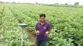 BANANA HOUSE वांगी लागवड माहिती  shoot and fruit borer in brinjal वांगी  Sandip Jadhav Patil [upl. by Alohcin765]