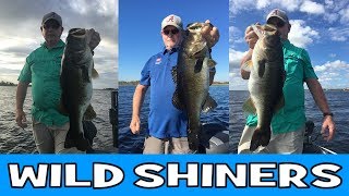 How To Catch Bass with Wild Shiners  Lake Toho  Kissimmee Largemouth Bass [upl. by Ninazan]