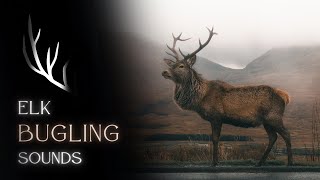 Elk Bugle Sounds  Relaxing Elk Sound Effects  Relaxing Music elk bugle [upl. by Dorinda434]