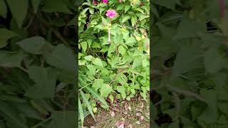 four oclock plant shortsvideo flowers [upl. by Aseeral]