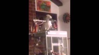 Cockatoo sings quotLet the Bodies hit the floorquot [upl. by Bayless72]