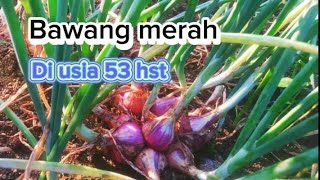 Bawang merah diusia 53 hst RimbaTanimj8ig [upl. by Llaccm477]