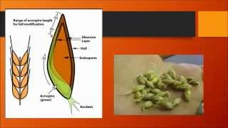 Free BJCP Prep Course Class 6 Malts and Malting [upl. by Gilroy]