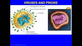 MEDICAL MICROBIOLOGY CH6 VIRUSES PRIONS [upl. by Eelanaj]