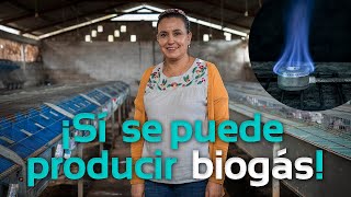 ¡Sí se puede producir biogás con estiércol de conejo  Biodigestores Sistemabio [upl. by Lilllie76]