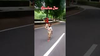 Gwalior Zoo spotify gwalior shortvideos shorts trending trendingshorts viralvideo viral [upl. by Sunshine611]