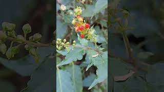 merah rivina humilis coralberry [upl. by Tanhya223]