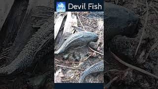 Shorts Devilfish దెయ్యం చేపలు  Danger Fish  Deyyam chepa  దెయ్యంచేప వల్ల నష్టాలు  Aqua factory [upl. by Milewski]