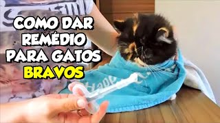 Como dar comprimido remédio para GATOS BRAVOS sem levar mordida  Gatil Hauser [upl. by Firahs21]