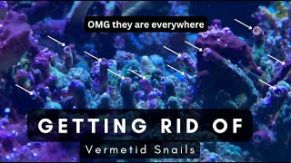 Vermetid Snails in your Reef tank Lets get rid of them together [upl. by Malsi]