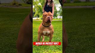 XL BULLY IS HER PROTECTOR americanbully xlbully [upl. by Eachelle]