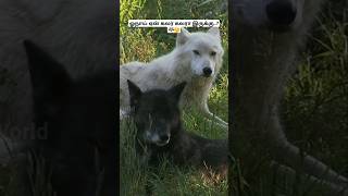 ஓநாய்கள் ஏன் கலர் கலரா இருக்கு🐺🤔 Facts about wolves wolf wolffacts bioworld tamil bw [upl. by Doi]