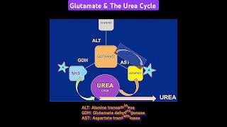 Glutamate amp The Urea Cycle  Metabolism Made Easy [upl. by Lib]