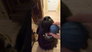 150lb dog loves tiny cat toy newfoundlanddog goldenretriever dogs [upl. by Hernandez]