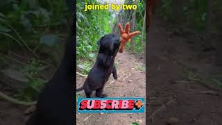 pets shorts shortvideo animals viralvideo [upl. by Genie174]