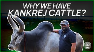 Unveiling the Extraordinary Kankrej Cattle Breed A Deep Dive with Mr Amith Kishan  Hebbevu farms [upl. by Ramahs419]