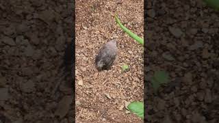 Yellow billed Babbler baby [upl. by Yelra]