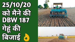 DBW 187 wheat sowing।dbw 187 wheat full details। [upl. by Hartley]