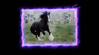 shire horse edit [upl. by Jezabella]