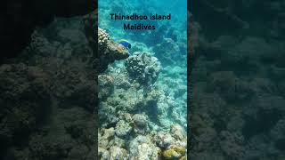 Thinadhoo Maldives in October 2024 Snorkeling [upl. by Moffat]