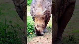 World rarest animals they extinct soon nature facts [upl. by Ahsertal]