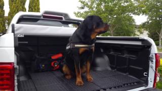 Rottweiler barks on command [upl. by Vivyanne]