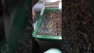 Propagation of Aquarium Plants S1E1 [upl. by Wills]