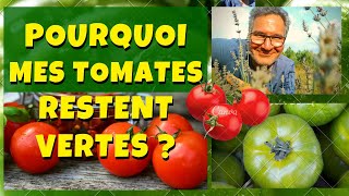 Pourquoi mes tomates restent vertes et ne rougissent pas [upl. by Croydon481]