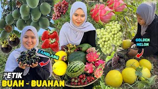 Petik buah segar dikebun  panen buahbuahan [upl. by Emlin]