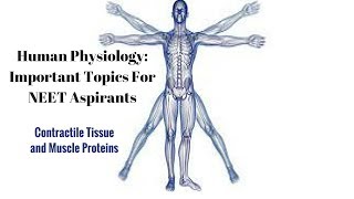 Contractile Tissue and Muscle Proteins Human Physiology Part 1 [upl. by Aivull]