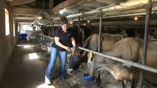 A Day in the Life of a Dairy Farmer [upl. by Nyram]