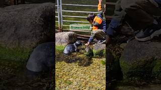 This boy tried his best to help a baby seal 💚 [upl. by Niarfe]