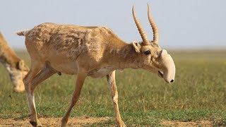 Saiga Antelope  Animal of the Week [upl. by Selwin216]