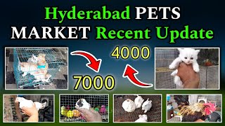 Hyderabad pets market recent updatesMURGICHOWK [upl. by Brooke]