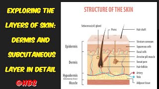 Lec 42 Exploring the Layers of Skin Dermis and Subcutaneous Layer in Detail [upl. by Kaye]