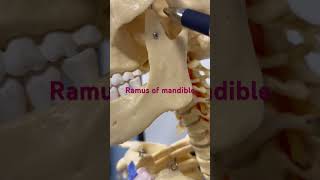 MandibleRamuscoronoid and condylar processangle of mandible form hinge joint with temporal bone [upl. by Esidnak]