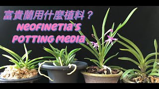 富貴蘭用什麼植料 Neofinetia ‘s potting media [upl. by Searle685]