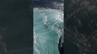 Giant Shark Eats a Sailfish in Big Money Sailfish Tournament [upl. by Enenstein]