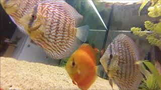 DISCUS amp TETRA amp CORYDORAS STERBAI [upl. by Ellerrehs542]