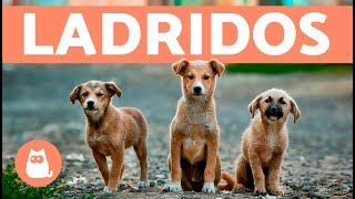 Preciosos cachorros ladrando  Puppies barking [upl. by Alrac]