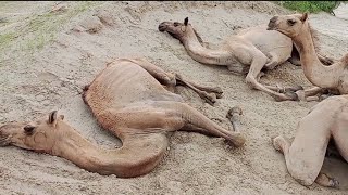 What happened to the camels  Camels video  Thar Desert  Desert animals  beautyofthar696 [upl. by Magnus]