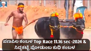 Panapila Kambala Top Race amp Siddakatte Podumba Kudhi kambala 2024 [upl. by Lede]