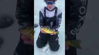 Biggest lake SIMCOE perch EVER [upl. by Waki]