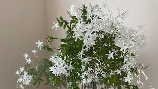 My Winter Jasmine Story  Jasminum Polyanthum [upl. by Gladdie]