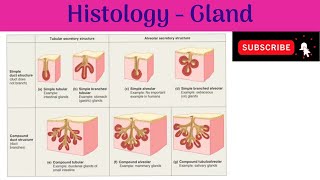 Histology  Glands  Classifications  Structural Organisation  Development  Clinical Correlation [upl. by Akcemat416]