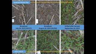 Cover Crop Variety Selection for Interseeding [upl. by Fanni]